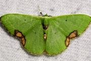 Comibaena connata Moth (Comibaena connata)